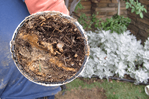 Yard Drainage